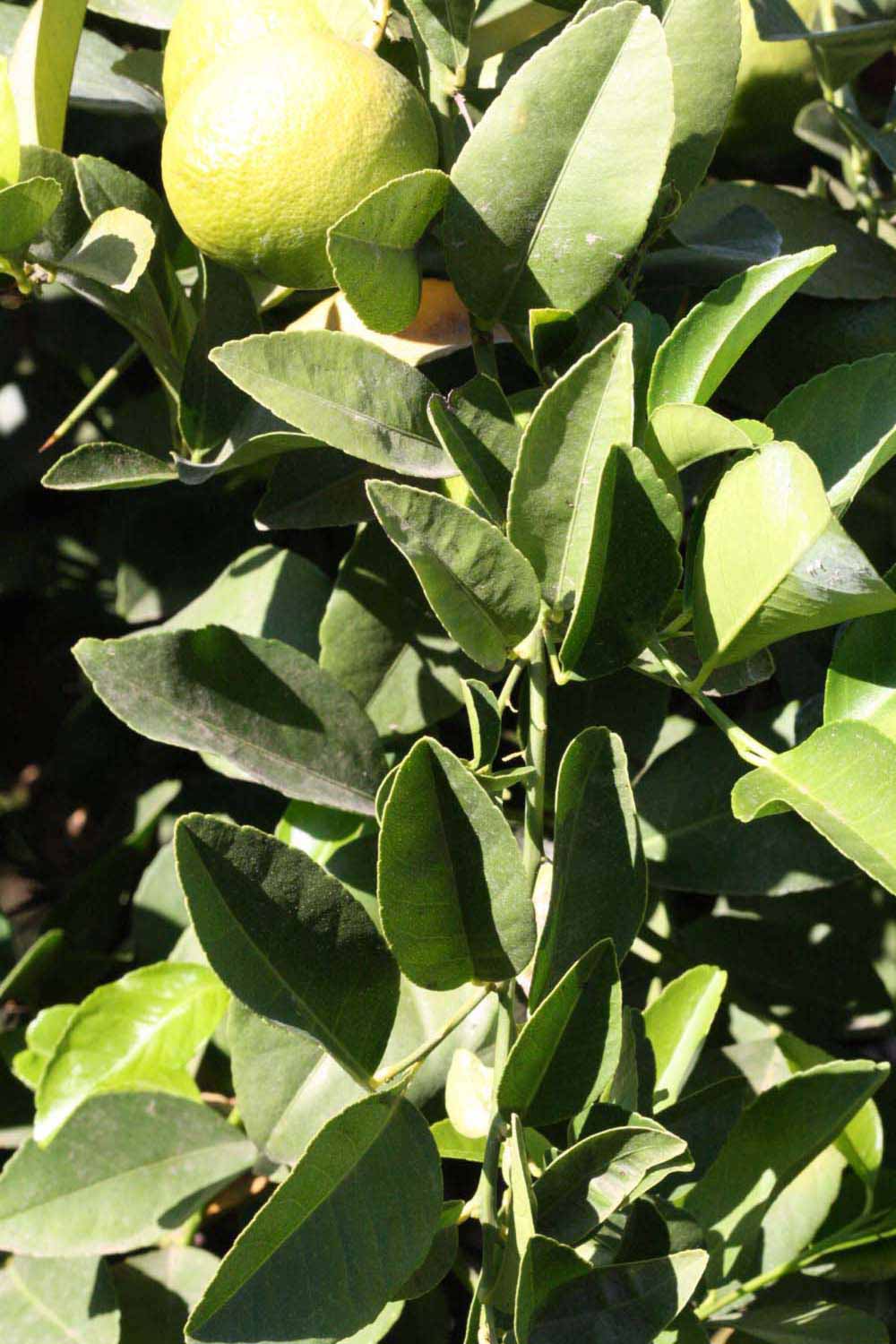              Sun leaves (Jullundri Khatti, Riverside, CA)       